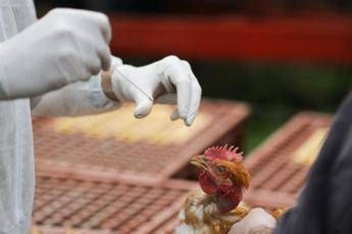 Aviaria, in Lombardia primo caso umano di A H9N2 rilevato in Europa Aviaria, in Lombardia primo caso umano di A H9N2 rilevato in Europa