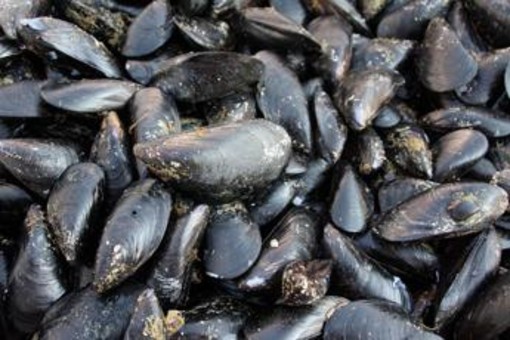 Caldo fa strage di molluschi nel delta del Po, moria di cozze e vongole Caldo fa strage di molluschi nel delta del Po, moria di cozze e vongole