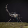 West Nile, al 23 luglio 32 casi di cui 21 in provincia di Latina