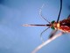West Nile, Asl Teramo registra primo caso 2026 in Abruzzo: 85enne in buone condizioni