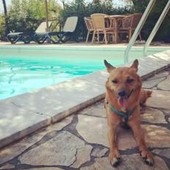 Giornata internazionale del cane, i consigli per viaggiare pet-friendly in Italia e all’estero Giornata internazionale del cane, i consigli per viaggiare pet-friendly in Italia e all’estero