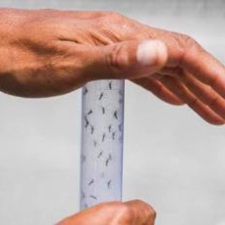 West Nile, ancora una vittima nel Lazio: morti salgono a 8