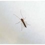 West Nile, saliti a 9 i morti in Italia. Bassetti: &quot;Non intasare i pronto soccorso&quot;
