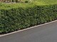 La siepe è verde e ben potata ma sporge, multa da 180 euro a ogni condomino della palazzina La siepe è verde e ben potata ma sporge, multa da 180 euro a ogni condomino della palazzina