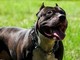 Ruba pitbull e lo rivende per 100 euro, caccia al ladro di cani