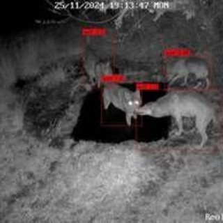 WADAS, l’AI protegge la fauna selvatica: il progetto sperimentale nel Parco Nazionale d’Abruzzo