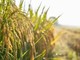 Agricoltura: Ismea, prorogato al 15 dicembre termine domande al Fondo Inail da 10 mln per trattori