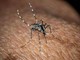 Usutu in Italia, un altro virus trasmesso dalle zanzare: i sintomi