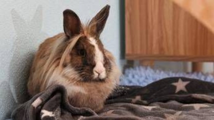 Allarme leishmaniosi in Europa, cos'è la malattia e quali animali la trasmettono