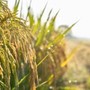 Agricoltura: Ismea, prorogato al 15 dicembre termine domande al Fondo Inail da 10 mln per trattori