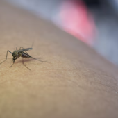 West Nile, salgono a 13 i casi nel Novarese West Nile, salgono a 13 i casi nel Novarese