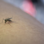 West Nile, salgono a 13 i casi nel Novarese West Nile, salgono a 13 i casi nel Novarese