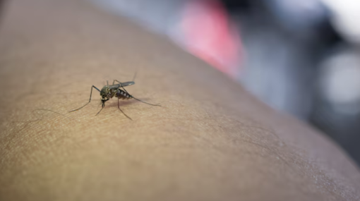 West Nile, salgono a 13 i casi nel Novarese West Nile, salgono a 13 i casi nel Novarese