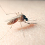 West Nile virus, un 85enne ricoverato a Novara