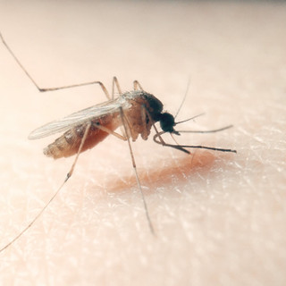 West Nile virus, un 85enne ricoverato a Novara
