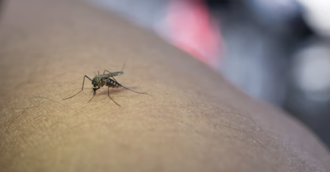 West Nile, salgono a 13 i casi nel Novarese