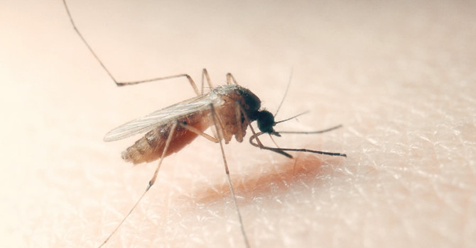 West Nile, il Novarese tra i territori più colpiti: al via lo studio sulle febbri estive