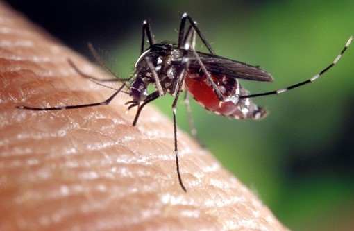 Zanzare e contagi in aumento: &quot;La Regione intervenga sul West Nile Virus&quot;