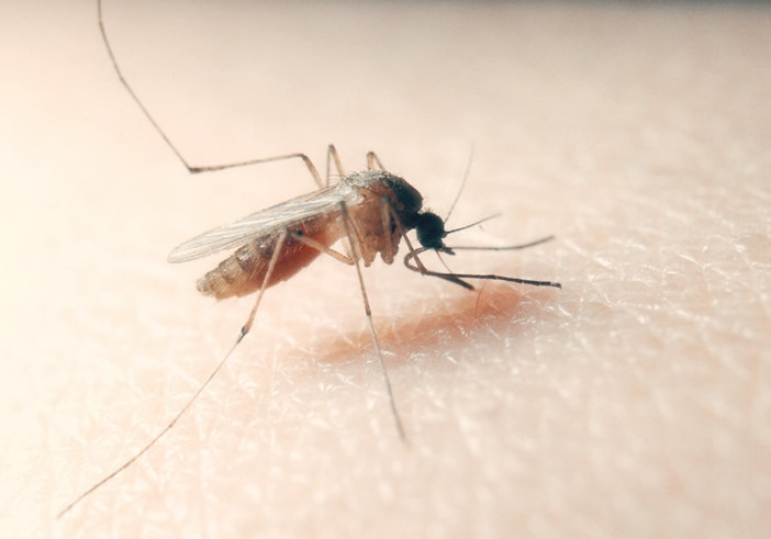 West Nile, il Novarese tra i territori più colpiti: al via lo studio sulle febbri estive West Nile, il Novarese tra i territori più colpiti: al via lo studio sulle febbri estive